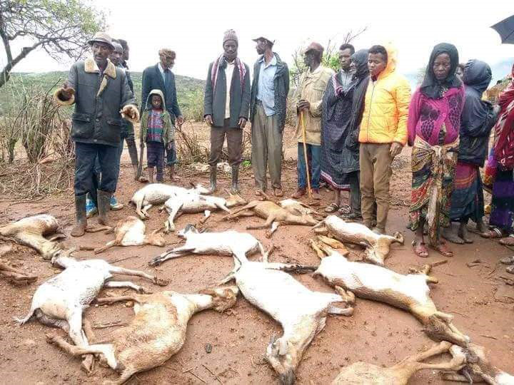 Drought, Hunger and Loss of livestock: The Tragic Realities of the nomadic communities in Southern Ethiopia