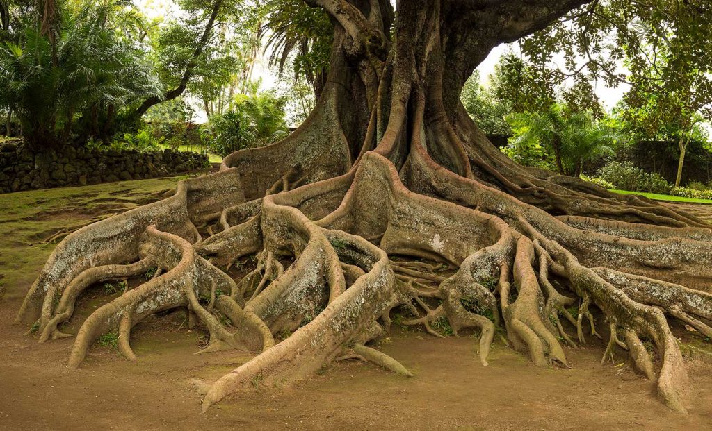 Poullart des Places novena: day 5 (27th of September)
Theme: Anthropological lucidity